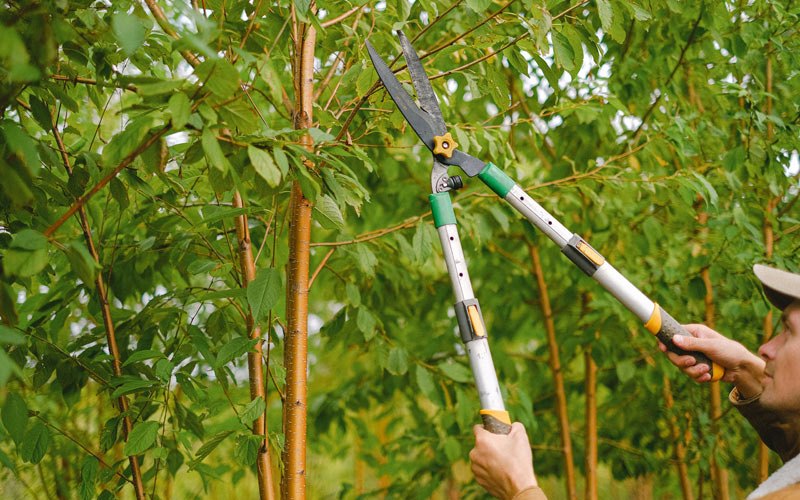 Tree trimming in Point Mugu Nawc, CA